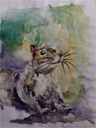 Grey squirrel II, Watercolour with ink on paper,