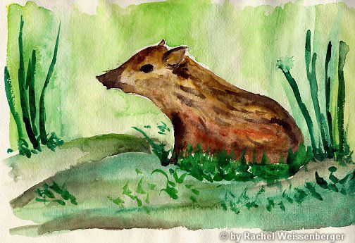 Wild pig baby, Watercolour on hand-made paper,