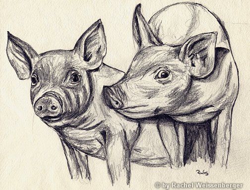 Pigs, Pencil on hand-made paper,