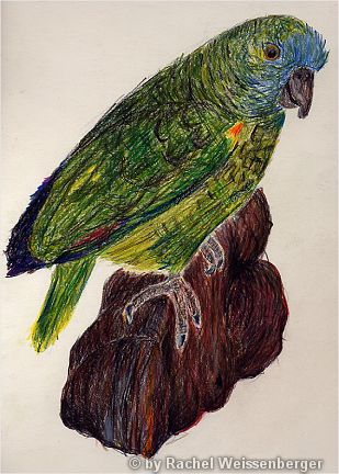Parrot, Watercolour pencils on paper,