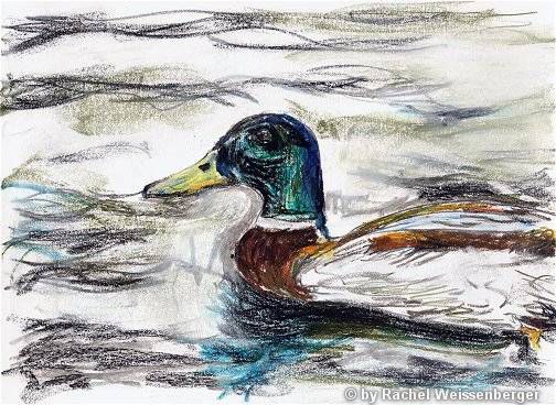 Duck, Pastel chalk and pastels on paper,