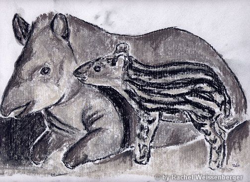 Tapir with baby, Grey pastels and pencil on paper,