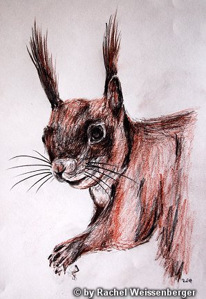 Red Squirrel, Chalk and carbon pencils on paper,