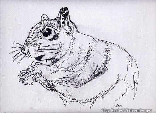 Squirrel, Ink and pencil on paper,