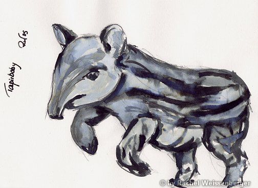 Tapir-Baby, Tusche mit Pinsel auf Papier,