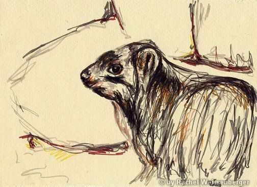 Hyrax, Ink pencils on hand-made paper,