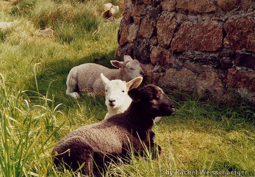 Lambs