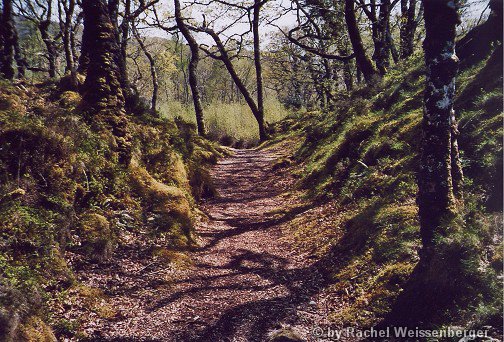 Waldweg, Lochaber, Schottland<br>