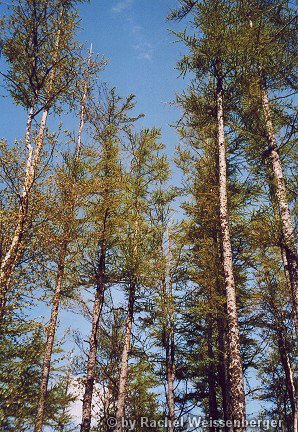 Forest, Lochaber, Scotland<br>