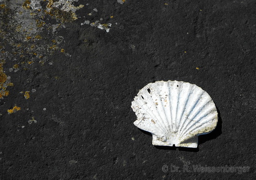 Muschel, Isle of Gigha, Schottland<br>