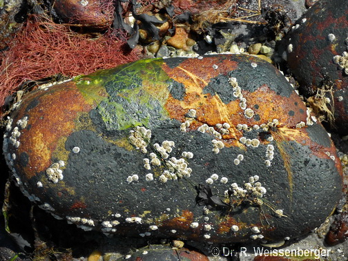 Stein, Isle of Jura, Schottland<br>