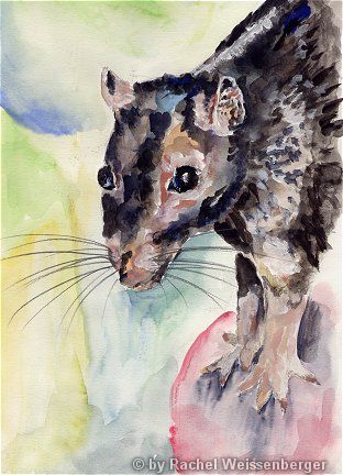 Ratte, Aquarell auf Papier,