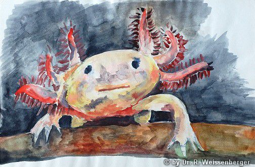 Axolotl, Aquarell auf Papier,