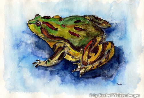 Frosch, Aquarell mit Tusche auf Papier,