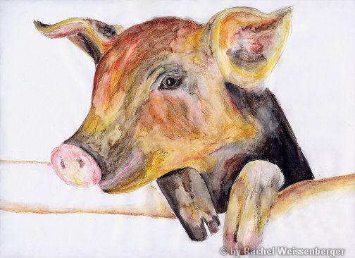 Schwein, Aquarellstifte auf Papier,