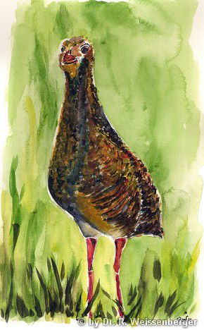 Corncrake, Watercolour on paper,