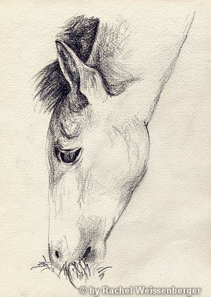 Pferd, Bleistift auf Büttenpapier,