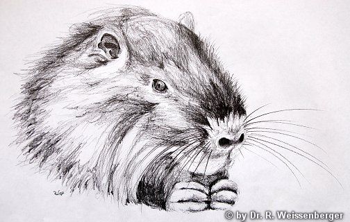 Nutria, Pencil on paper,