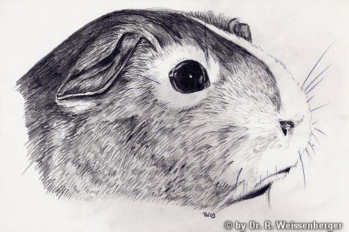 Pheebs, Pencils on paper,
