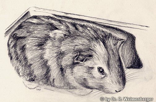 Basil, Pencils on paper,