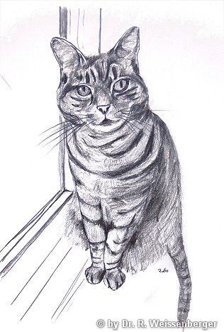 Saffron, Pencil on paper,