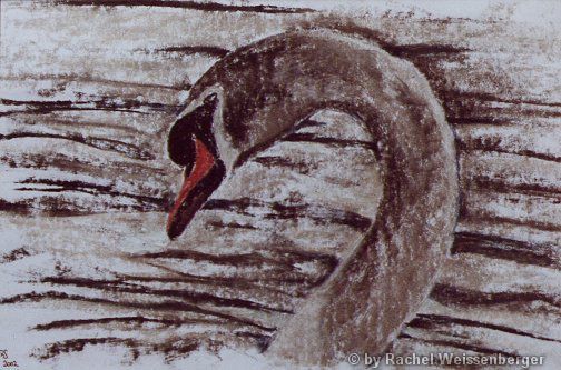 Swan, Chalk on paper,