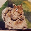 Grey squirrel