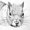 Grey squirrel