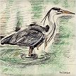 Grey heron